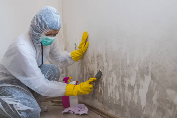 Best Industrial Mold Remediation  in Leander, TX